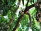 /images/Destination_image/Habarana/85x65/Grizzled-giant-squirrel,-Habarana, Sri Lanka.jpg